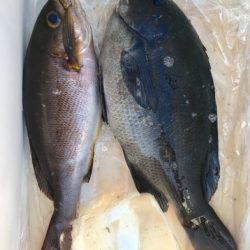 鵜来島家本渡船 釣果
