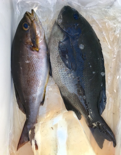 鵜来島家本渡船 釣果