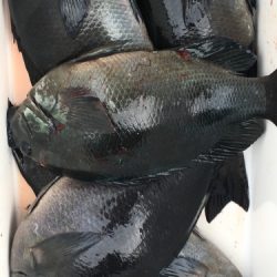 鵜来島家本渡船 釣果