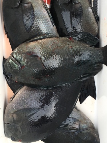 鵜来島家本渡船 釣果