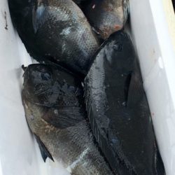 鵜来島家本渡船 釣果