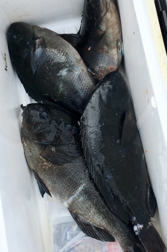 鵜来島家本渡船 釣果