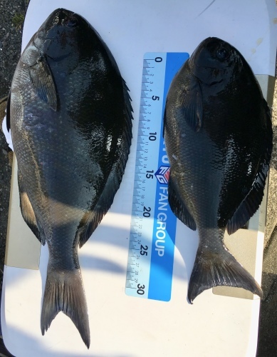 鵜来島家本渡船 釣果