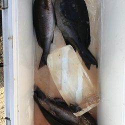 鵜来島家本渡船 釣果