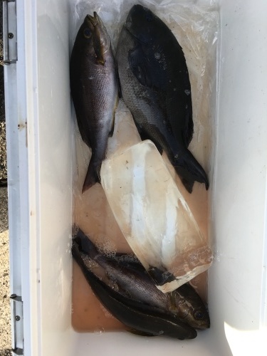 鵜来島家本渡船 釣果