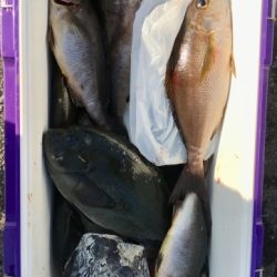 鵜来島家本渡船 釣果