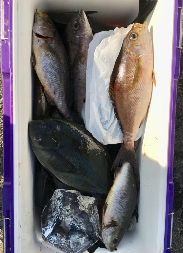 鵜来島家本渡船 釣果