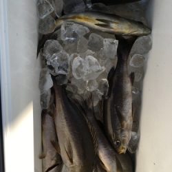 鵜来島家本渡船 釣果