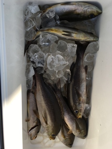 鵜来島家本渡船 釣果