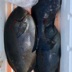 鵜来島家本渡船 釣果