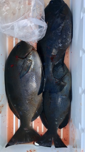 鵜来島家本渡船 釣果