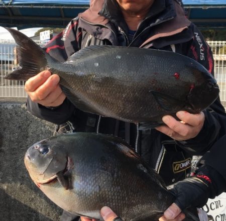 鵜来島家本渡船 釣果