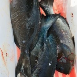 鵜来島家本渡船 釣果