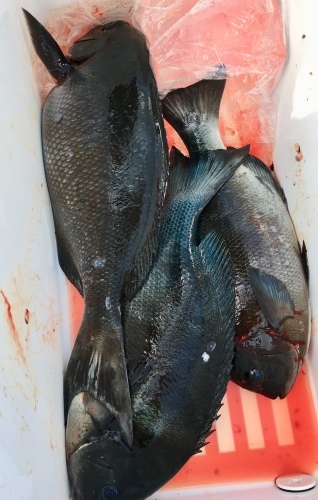 鵜来島家本渡船 釣果