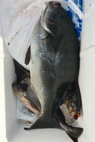 鵜来島家本渡船 釣果