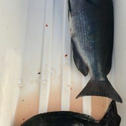 鵜来島家本渡船 釣果
