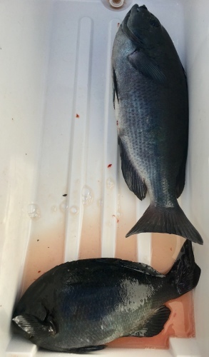 鵜来島家本渡船 釣果