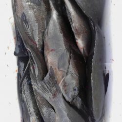 鵜来島家本渡船 釣果