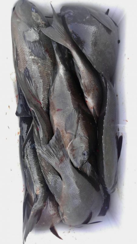 鵜来島家本渡船 釣果