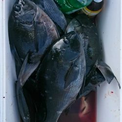 鵜来島家本渡船 釣果