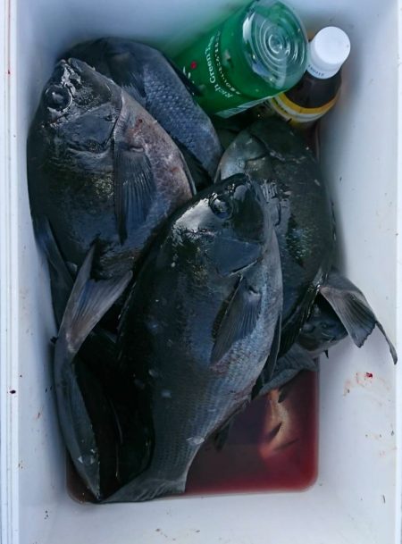 鵜来島家本渡船 釣果