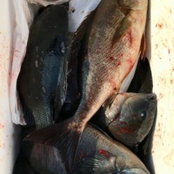 鵜来島家本渡船 釣果