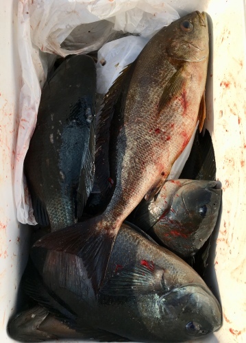 鵜来島家本渡船 釣果