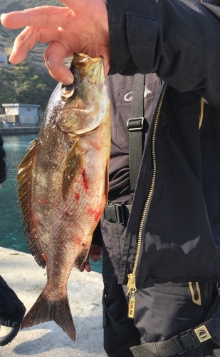 鵜来島家本渡船 釣果