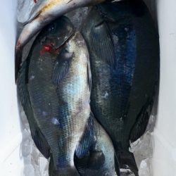 鵜来島家本渡船 釣果