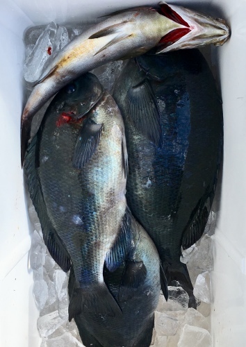 鵜来島家本渡船 釣果