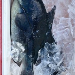 鵜来島家本渡船 釣果