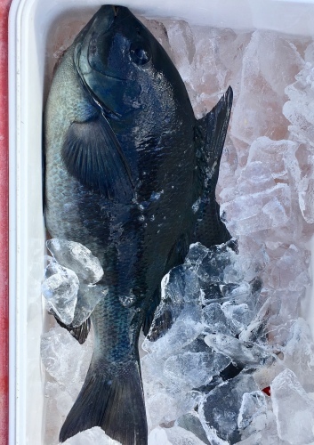 鵜来島家本渡船 釣果