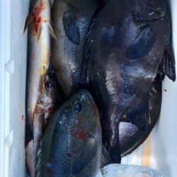 鵜来島家本渡船 釣果
