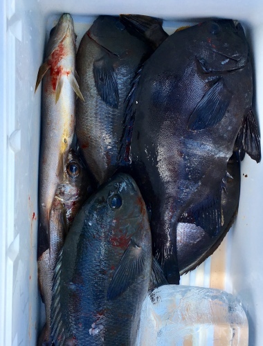 鵜来島家本渡船 釣果