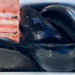 鵜来島家本渡船 釣果