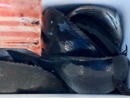 鵜来島家本渡船 釣果