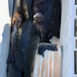 鵜来島家本渡船 釣果