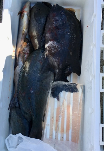 鵜来島家本渡船 釣果