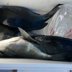 鵜来島家本渡船 釣果