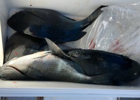 鵜来島家本渡船 釣果