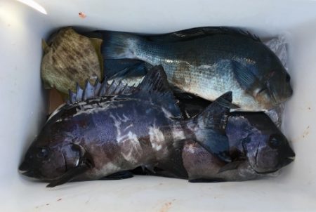 鵜来島家本渡船 釣果