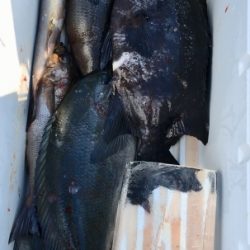 鵜来島家本渡船 釣果