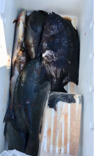 鵜来島家本渡船 釣果