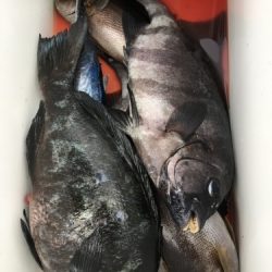 鵜来島家本渡船 釣果