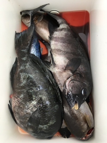 鵜来島家本渡船 釣果