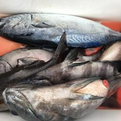 鵜来島家本渡船 釣果