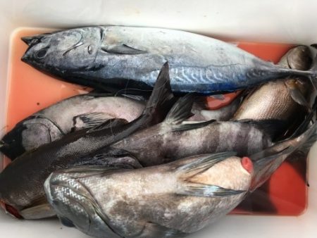 鵜来島家本渡船 釣果