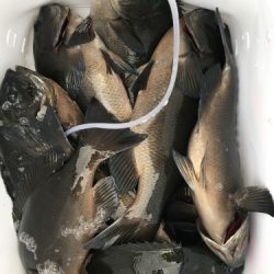 鵜来島家本渡船 釣果