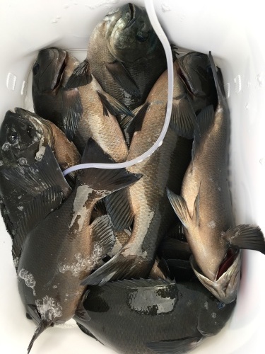 鵜来島家本渡船 釣果