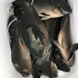 鵜来島家本渡船 釣果